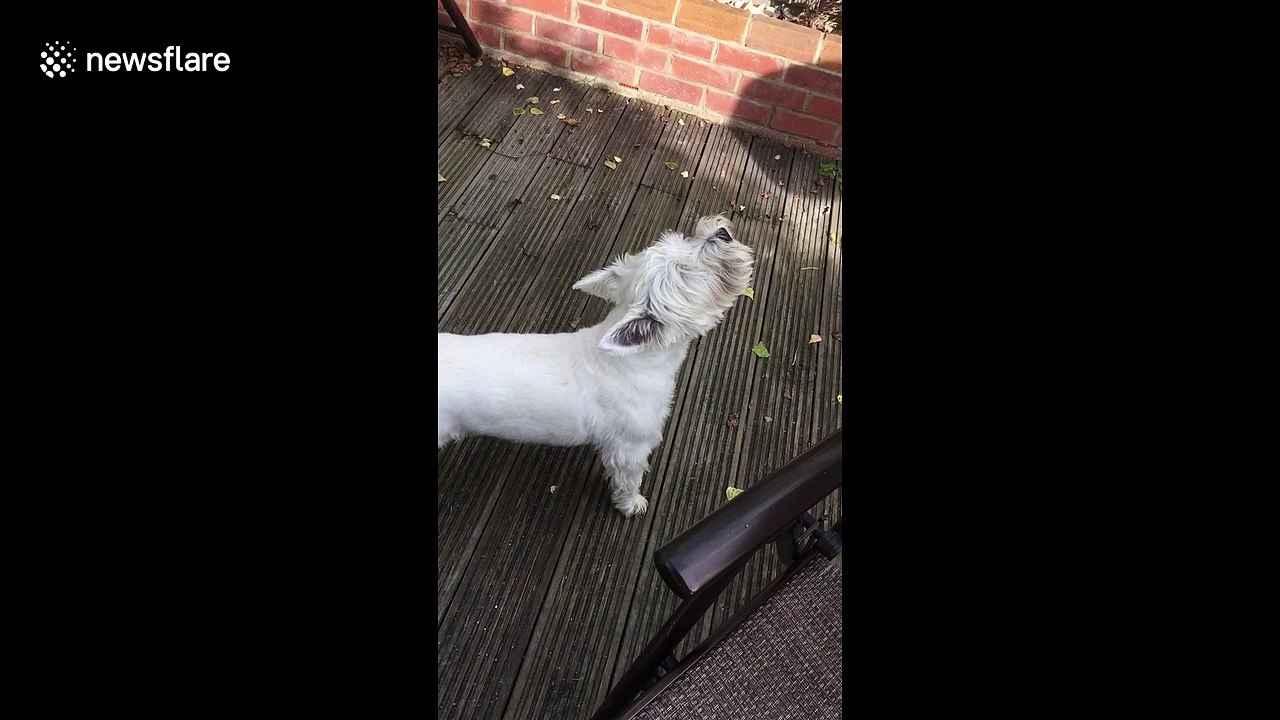 This dog loves impersonating ambulances