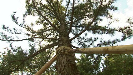 [단독] 현충사 '눈엣가시' 일본 금송 옮겼다 / YTN