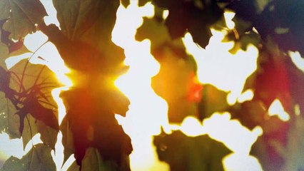 A vendre - Appartement - Ollon (1867) - 2.5 pièces - 62m²