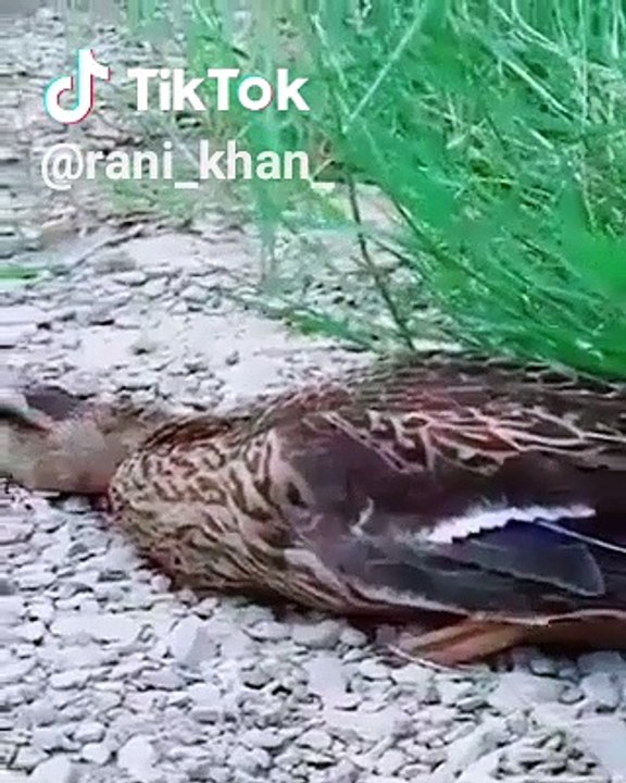 Tik Tok Duck Master Mind!! video Dailymotion