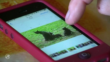 Abilly: l'énigme des chats peinturlurés  - 27/09/2018