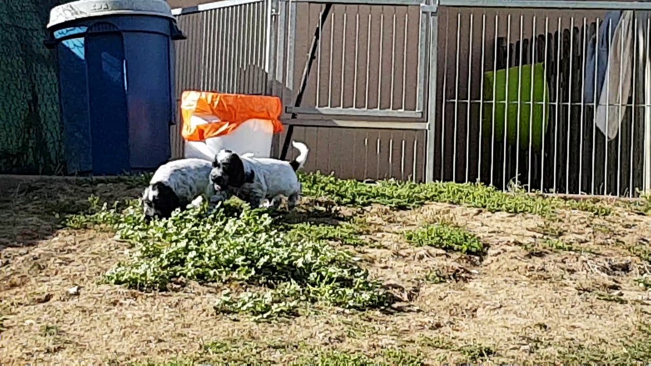 Nana x Medley 6 semaines -1