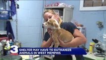 Overcrowding May Force Shelter to Euthanize Animals for First Time in 5 Years