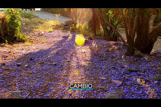 ¿Qué son y para qué sirven los bosques urbanos?