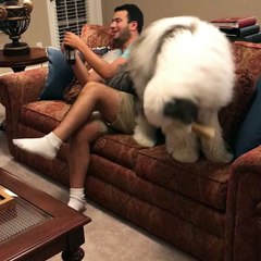 What Dogs are Really Thinking