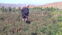 25 yıl sonra köyünde sebze yetiştirdi - MUŞ