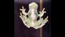 Cette grenouille est complètement transparente. On voit son coeur
