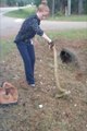 Une policière courageuse attrape un anaconda à mains nues!