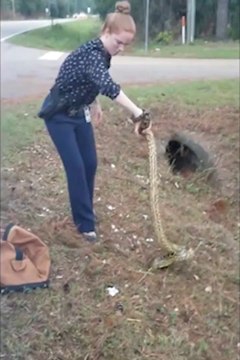Une policière courageuse attrape un anaconda à mains nues!