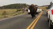 Bison in Yellowstone National Park