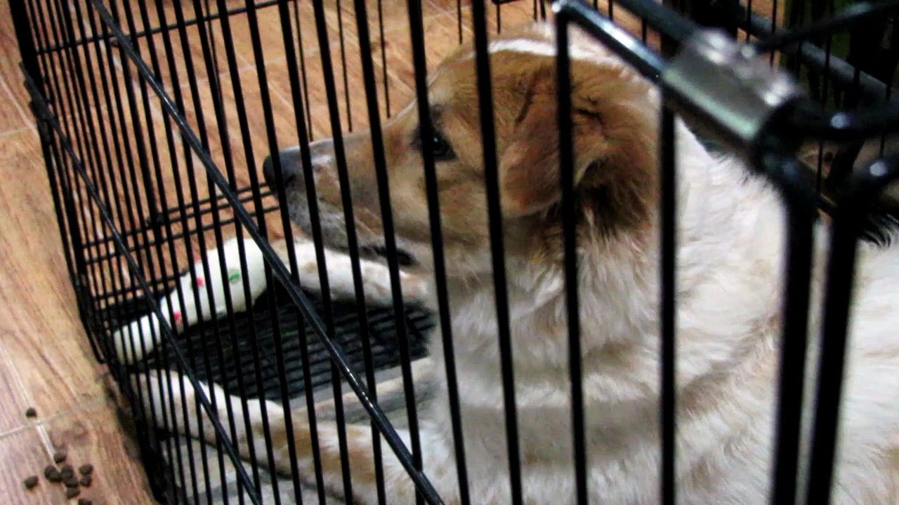 A DOG WATCHING TV MEET "DIGONG"