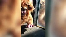 Adorable baby dressed as Lion comes face to face with real one