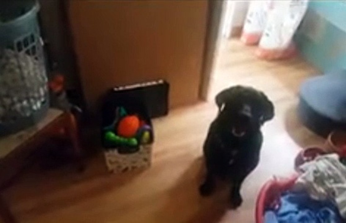 Dieser hund reagiert nur auf harry potter zauber und es ist episch! (2)
