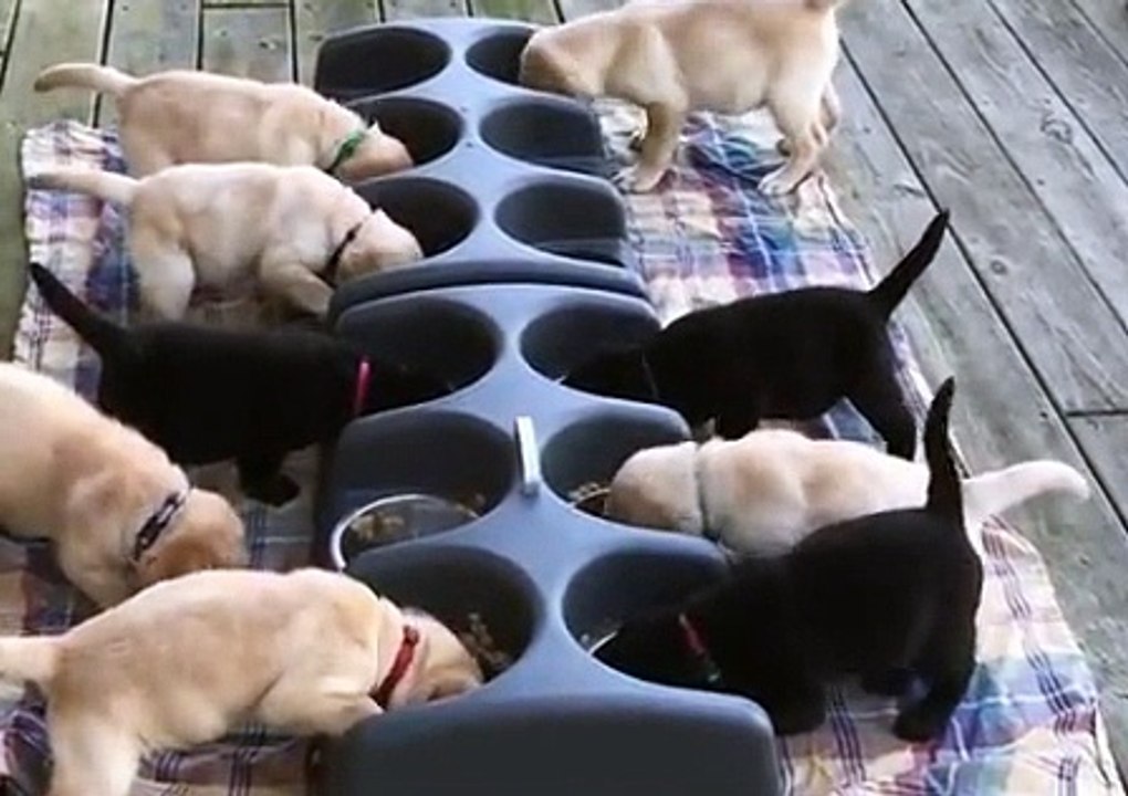 dogs do not eat something ponadkusayu))), hunde Essen Sie nicht etwas ponadkusayu))