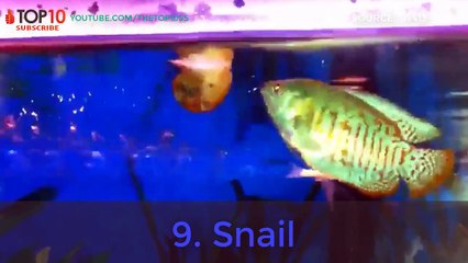 THE TOP 10 -- TOP 10 ANIMALS CAN WALK ON WATER -- Lizard, Geckos, Striders, Dolphin, Snail,...