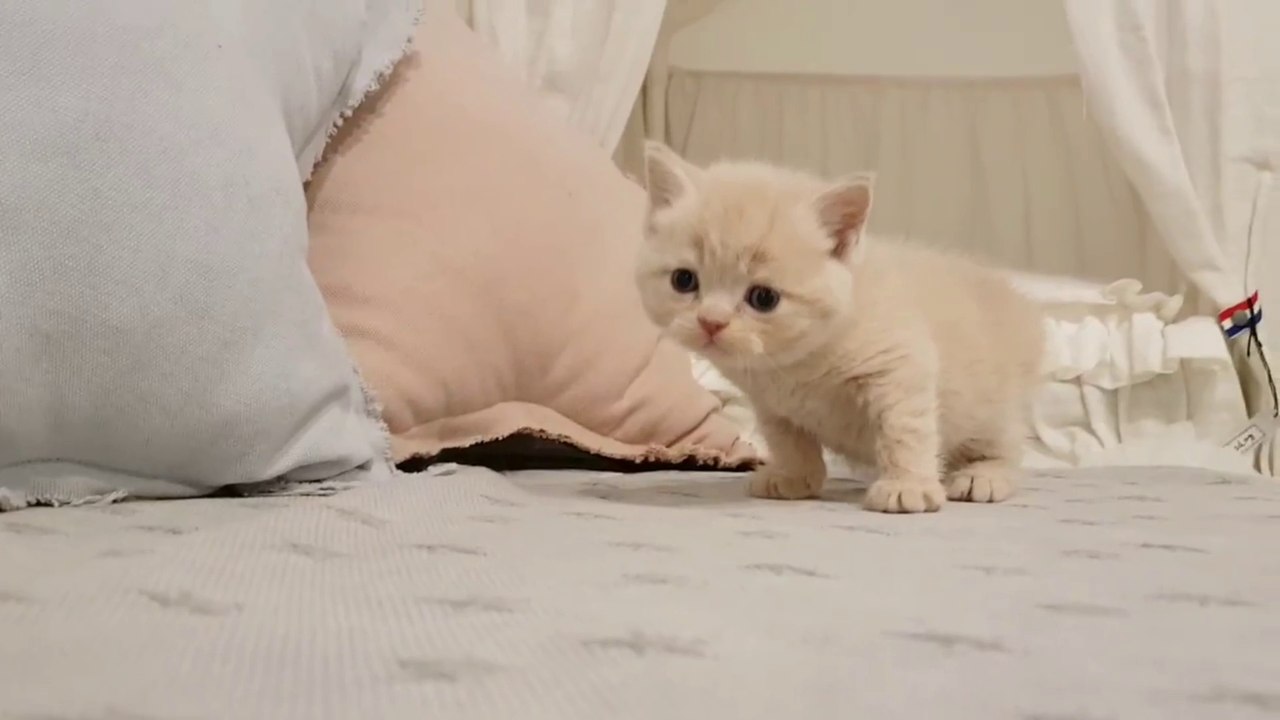 pritty kitty
