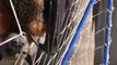 Grey-Headed Flying Fox Found Tangled in Soccer Net