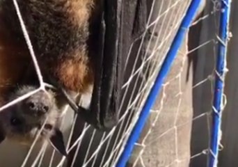 Download Video: Grey-Headed Flying Fox Found Tangled in Soccer Net