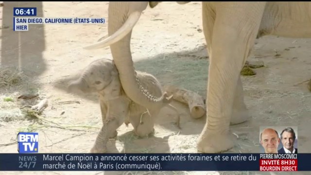 C'est le plus gros bébé éléphant jamais né dans un zoo et il pèse 127 kg