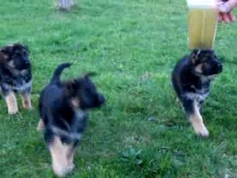 Photo chiots Shania 7 semaines 009