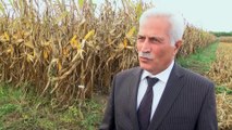Geliştirilen tohumlar Türk tarımına güç katıyor - SAKARYA