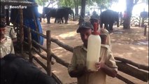 Officials feed milk to orphaned elephant with giant feeding bottle