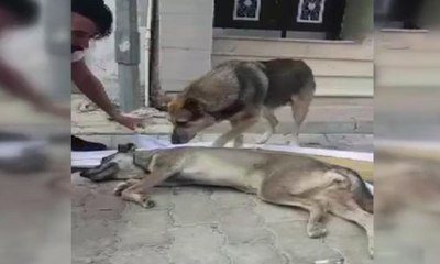 Anne köpeğin yavrusu için ağlaması yürek sızlattı