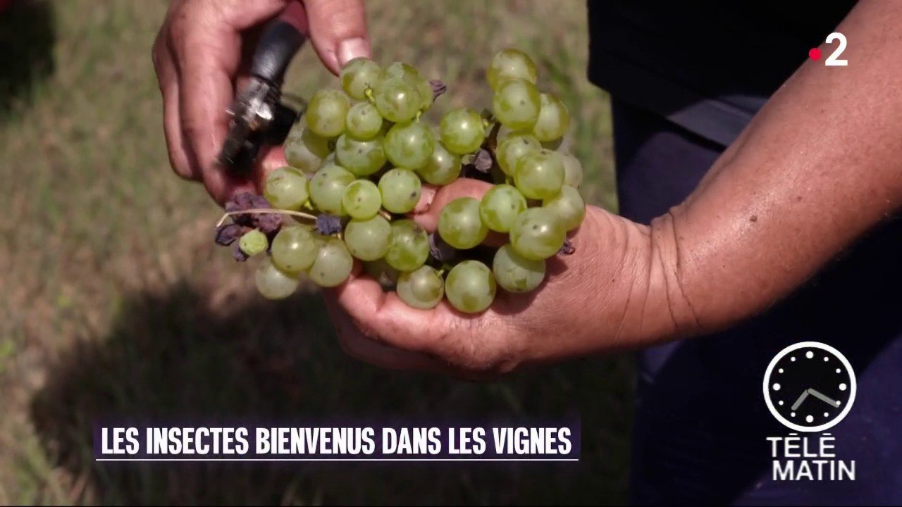 Environs - Insectes et vignobles