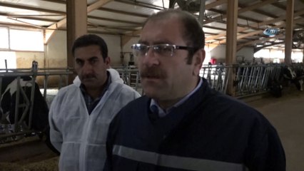 Şap aşılama kampanyası başladı