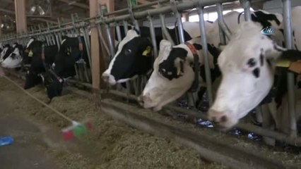 Şap Aşılama Kampanyası Başladı