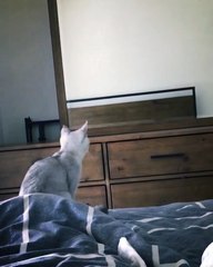 Un chaton découvre ses oreilles dans un miroir