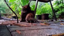 Momma cat talking to Their beautiful Meowing kittens  - Cute Family Cats Compilation