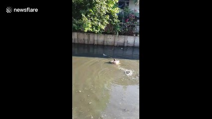 Good Samaritan saves kitten stranded in canal