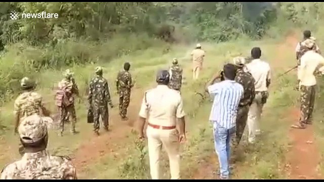 Heartbreaking moment mother elephant tries to wake up dead calf