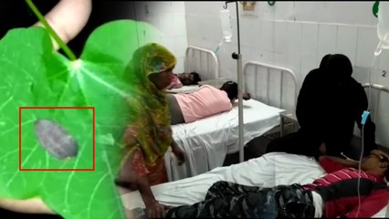 स्वादिष्ट होने के लालच में एक-दूसरे को देखकर खाते गए ये जहरीला फल, 7 लोग अस्पताल में भर्ती