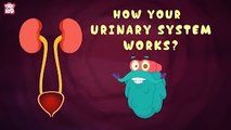 Digestive System The Dr Binocs Show Learn Series For