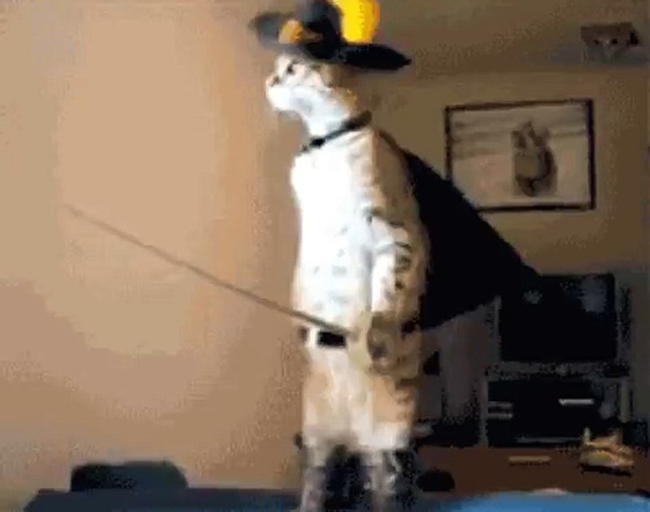 A funny cat