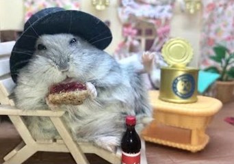Happy Hamster Kicks Back and Enjoys His Golden Years