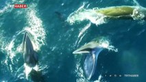 Yem bulmak için iş birliği yapan balinalar görüntülendi