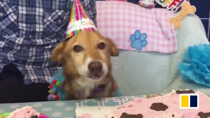 Volunteers help dying dog fulfil bucket list