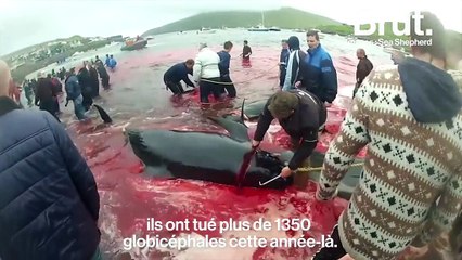 "On est non-violents mais on est déterminés", il raconte son engagement aux côtés de Sea Shepherd