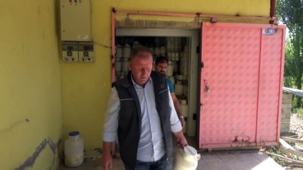 Muş’tan dünyaya peynir ihracatı