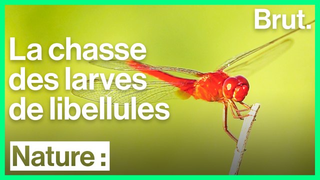 Comment chassent les bébés libellules ?