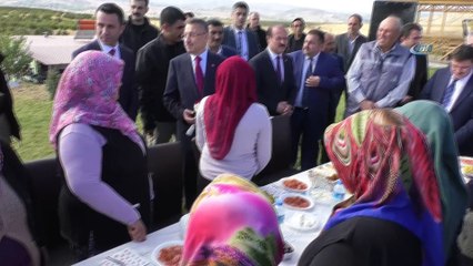 Cumhurbaşkanı Yardımcısı Oktay, işçilerle birlikte elma hasadı yaptı