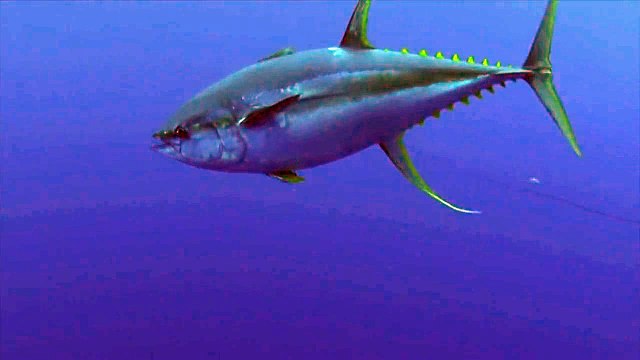 Scary moment when whale shark crashes straight into diver