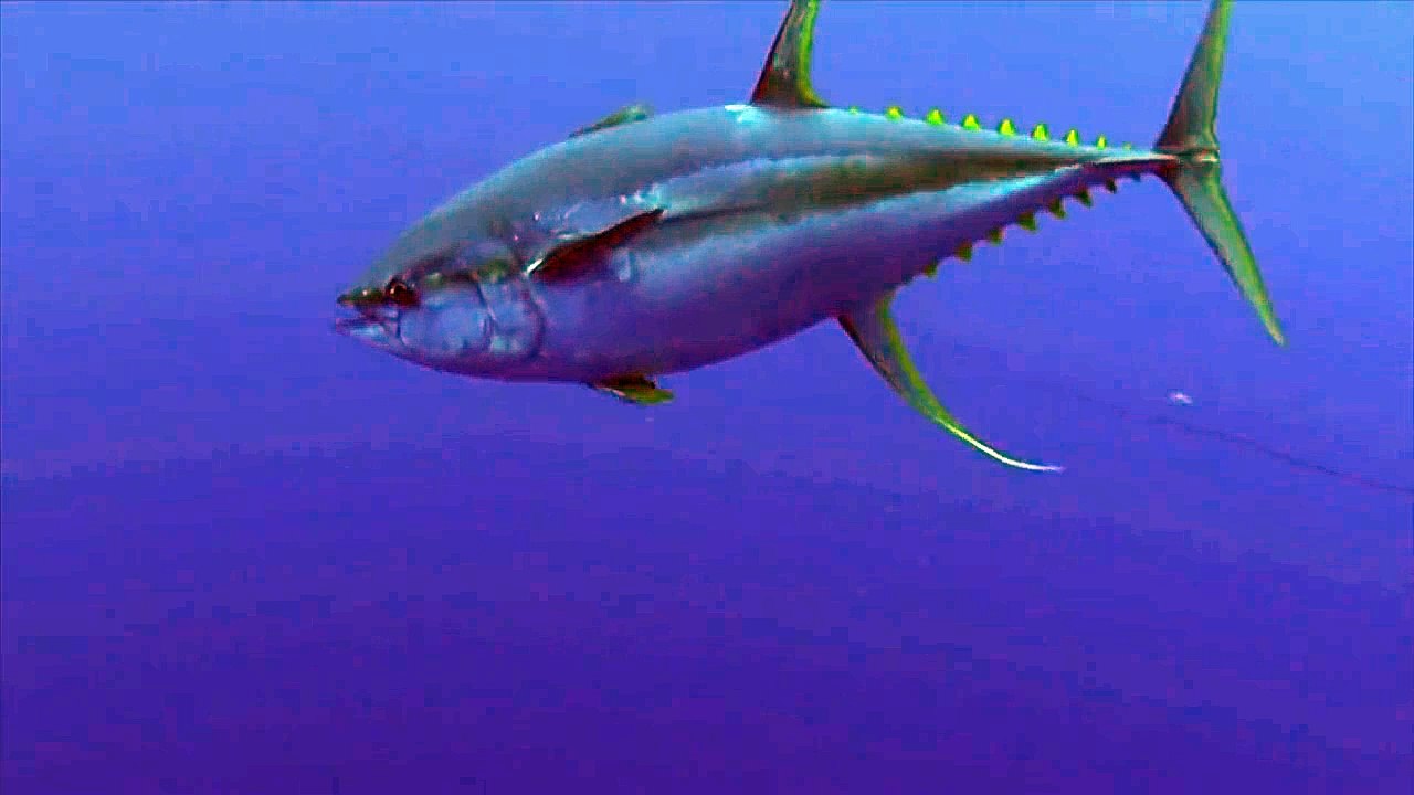 Scary moment when whale shark crashes straight into diver