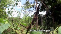 NHK WILDLIFE Rainforest Warriors Army Ants