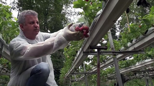 Hobi amaçlı yapılan çilek üretimi gelir kapısı oldu - SAMSUN