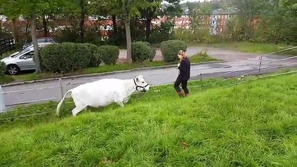 Cette fermière joue à la balle avec sa vache de compagnie