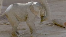 San Diego Zoo gets surprise early birth of baby elephant